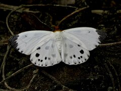 Capila pieridoides