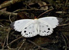 Capila pieridoides