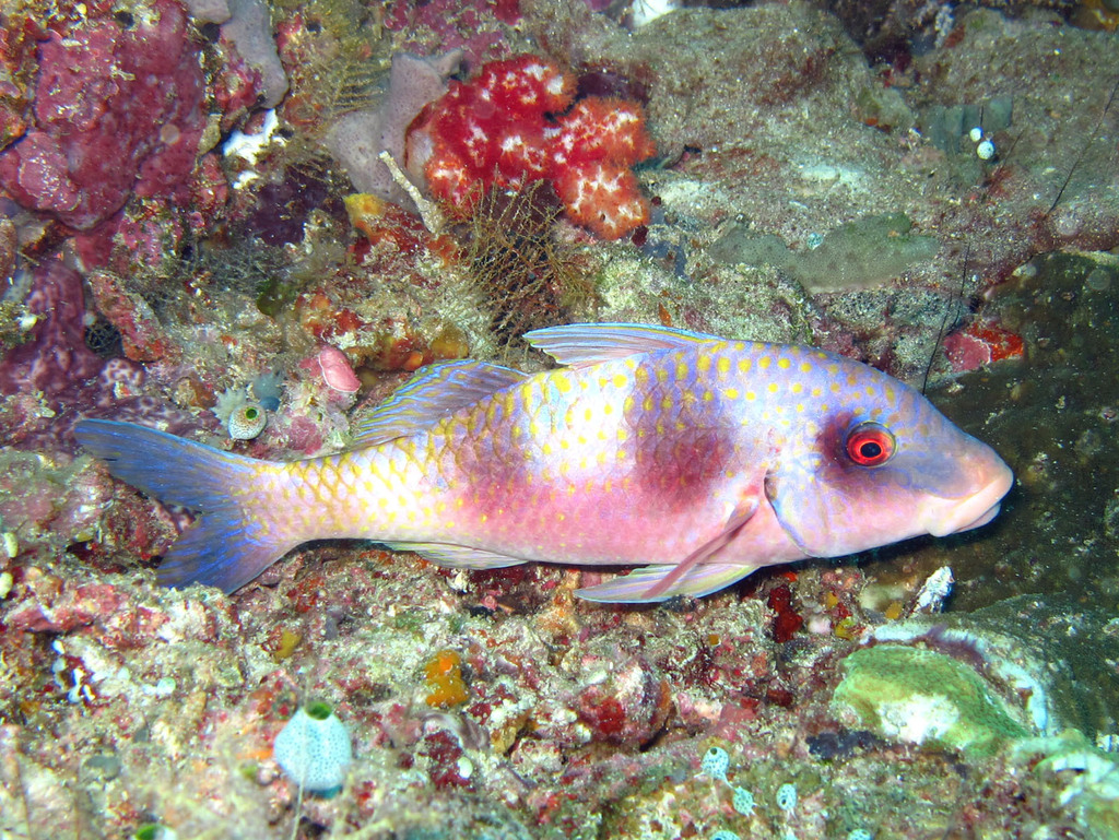 Doublebar Goatfish