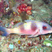Doublebar Goatfish - Photo (c) Sylvain Le Bris, some rights reserved (CC BY-NC), uploaded by Sylvain Le Bris