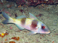 Parupeneus crassilabris