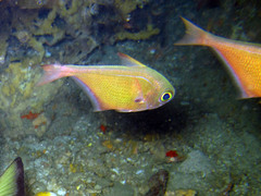 Pempheris oualensis
