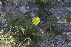 Malacothrix glabrata