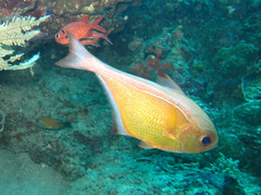 Pempheris vanicolensis