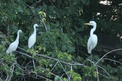 Egretta thula
