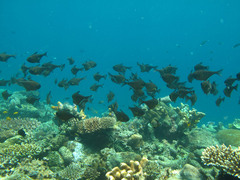 Pempheris vanicolensis