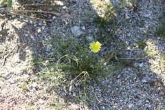 Malacothrix glabrata