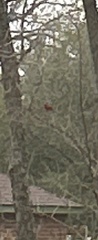 Cardinalis cardinalis