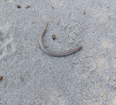 Plestiodon reynoldsi