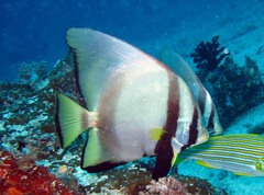 Platax pinnatus