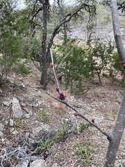Cercis canadensis texensis