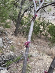 Cercis canadensis texensis