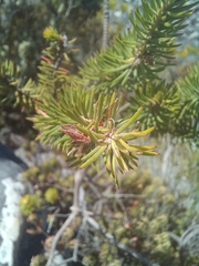 Erica abietina