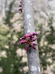 Cercis canadensis texensis