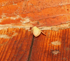 Miltochrista miniata