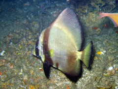 Platax pinnatus