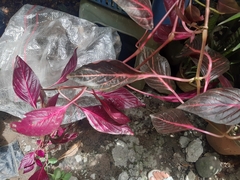 Iresine diffusa herbstii