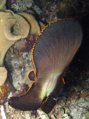 Platax pinnatus