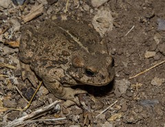 Anaxyrus boreas