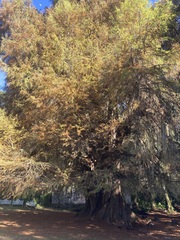 Taxodium mucronatum