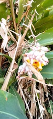 Alpinia zerumbet