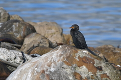 Microcarbo coronatus