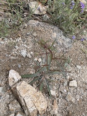 Eulobus californicus