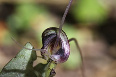 Corybas trilobus
