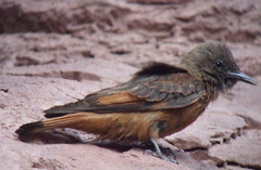 Hirundinea ferruginea