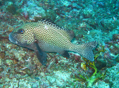 Plectorhinchus chaetodonoides