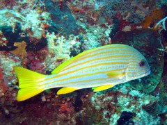 Plectorhinchus chrysotaenia