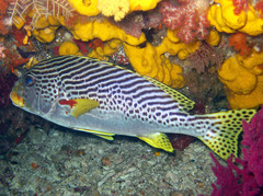 Plectorhinchus lineatus