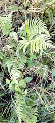 Deparia petersenii