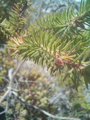 Erica abietina