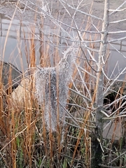 Tillandsia usneoides