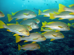 Plectorhinchus polytaenia