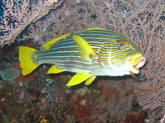 Plectorhinchus polytaenia
