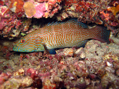 Plectropomus oligacanthus