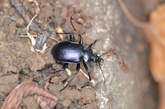Calosoma inquisitor