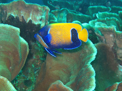 Pomacanthus navarchus