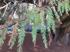Taxodium mucronatum