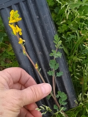Corydalis micrantha