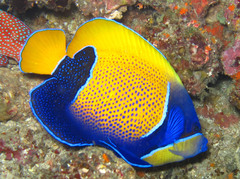 Pomacanthus navarchus