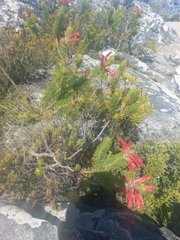 Erica abietina