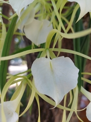 Brassavola nodosa