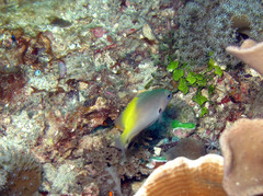 Pomacentrus nigromanus