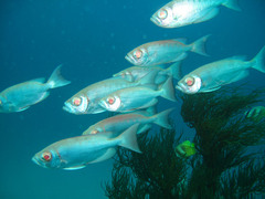 Priacanthus hamrur