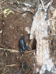 Heterometrus laoticus