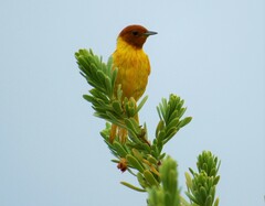 Setophaga petechia bryanti