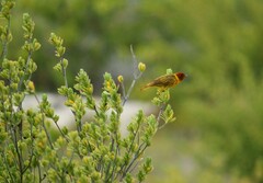 Setophaga petechia bryanti